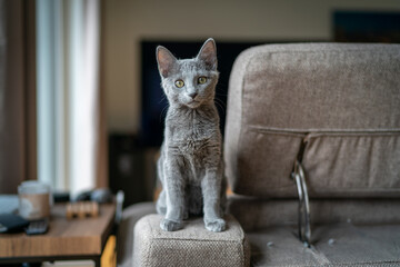 Cute Russian Blue tomcat kitten