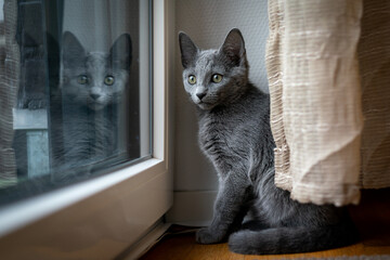Cute Russian Blue tomcat kitten