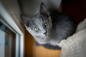 Cute Russian Blue tomcat kitten