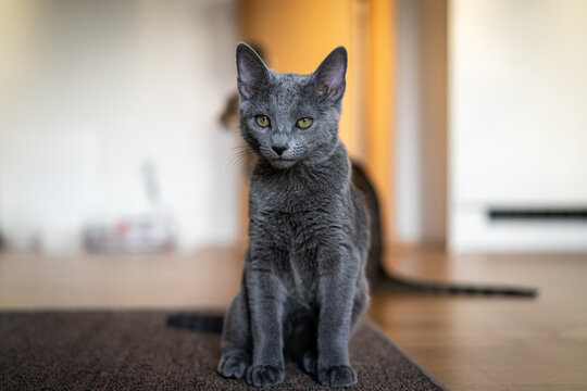 Cute Russian Blue tomcat kitten