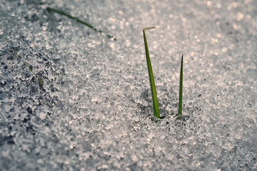 grass