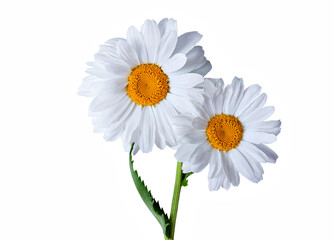 Close-up of chamomile flowers isolated on a white background