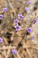 Purple flowering terminal cyme inflorescences of Saltugilia Splendens, Polemoniaceae, native annual monoclinous herb in the San Gabriel Mountains, Transverse Ranges, Summer.