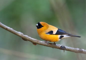 Orange bullfinch