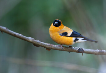 Orange bullfinch