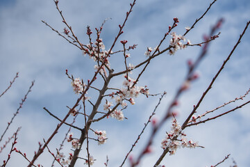 apricot Flowers Blooming on apricot Tree