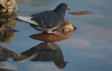 Pigeon in the water