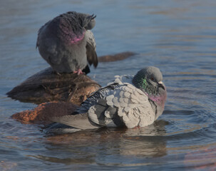 Pigeons in the water