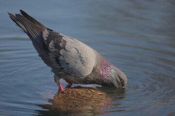 Pigeon drinking water