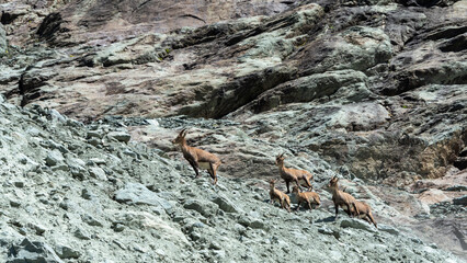 a herd of female ibexes crossed on our hiking path at the foot of the Arnes glacier in the Alps in France