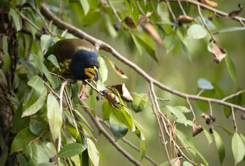 Great barbet feeding on fruit tree