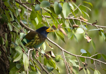 Himalayan Great Barbet