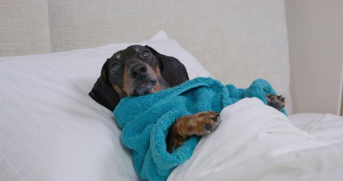 Dachshund dog with black fur dressed in blue terry bathrobe tries to stand up lying on pillow in bed under warm blanket closeup