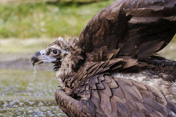 cinereous vulture (Aegypius monachus) he's in the water and he's drinking, water coming out of his beak