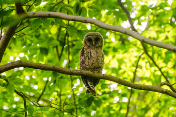 Young Barred Owl