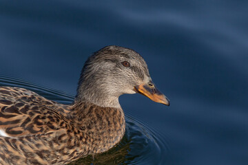 wild duck swimming in river