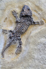 Fototapeta na wymiar fossilized small lizard from ancient times in stone well preserved