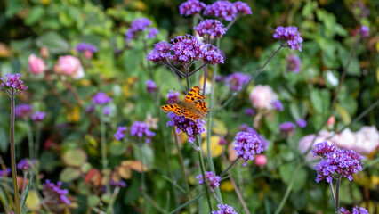 butterfly on wild flowers