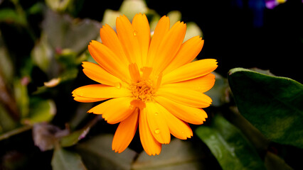 marigold