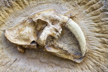 fossilized skull of a sabre-toothed tiger in rocks