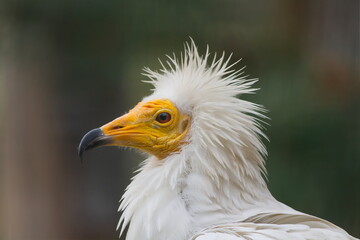 Obraz premium Egyptian vulture (Neophron percnopterus) close-up portrait