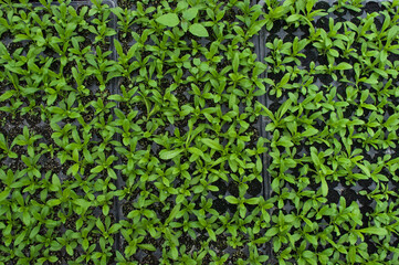 seeds germinating in a hotbed in a greenhouse