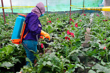 Fototapeta premium pesticide application in a flower farm in South America