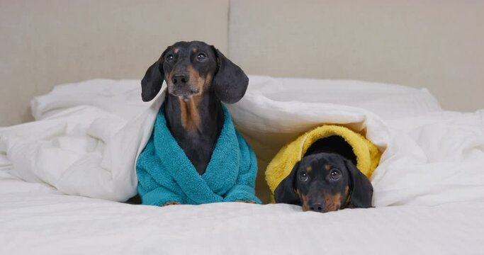 Black dachshund dogs spots dressed in terry bathrobes sit and rest under white blanket on bed in cozy atmosphere closeup