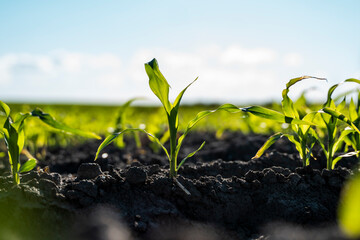 Super close up of young corn seedlings growing in a fertile soil in a summer with a sunset sky....