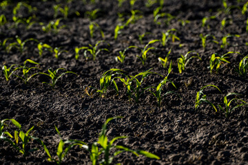 Rows of corn sprouts beginning to grow in a black fertile soil on agricultural field. Young corn seedlings growing in a soil. Agricultural concepts.