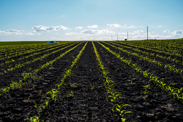 Panoramic view of row lines of young corn on fertile field in a summer with a blue sky. Agriculture. Agricultural rural landscape.