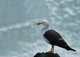GAVIOTA RELAX