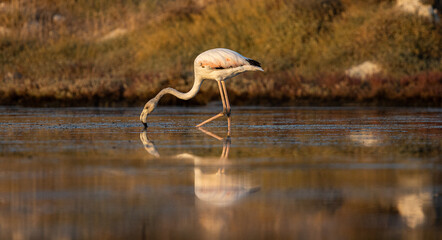 Flamingo on river 
