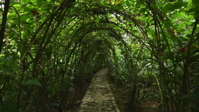Camera movement along a garden path inside the green gallery. Pergola from live plants. 4K video. Green pass under fresh living pergola. Alley from rose plant open new view. Green path is exclusive el