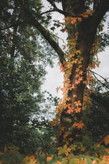 Virginia creeper in the autumn forest.