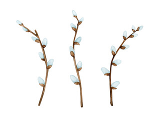 Watercolor branches of flowering willow. Symbol of spring and Easter. Isolated on white background elements for design.