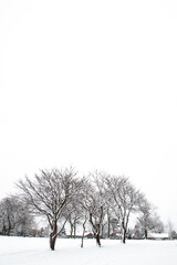 tree in snow