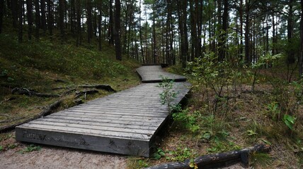 Fototapeta premium wooden bridge in the woods