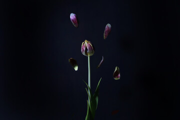 fallen tulip leaves in the dark