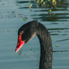 A black swan is swimming on the water