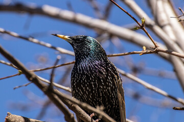 common starling on branch