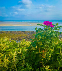 Flowers on the Atlantic Ocean coast on Marginal Way trail in Ogunquit, Maine