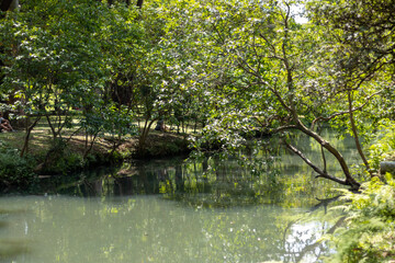 Fototapeta premium river in the forest