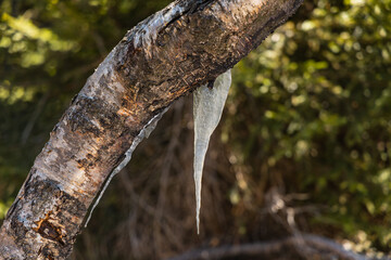 Long and curvy icicle on old tree