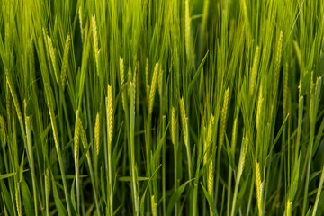 Fototapeta na wymiar Rich harvest concept. Agriculture. Close up of juicy fresh ears of young green barley on nature in summer field with a blue sky. Background of ripening ears of barley field.