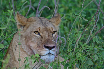Lioness alert in grasses.