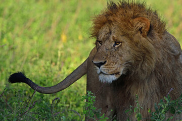 Male African lion in grass.