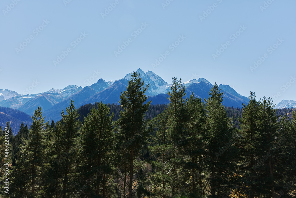 Wall mural forest blue sky sunny day nature landscape Adventures