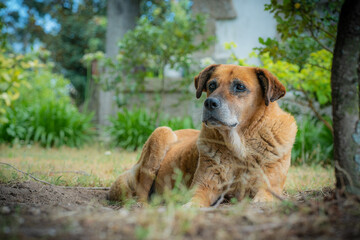 Cão castanho doméstico no jardim