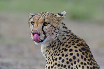 Cheetah with prey blood on nose.
